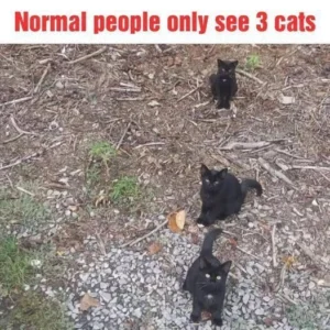 Can You Spot All the Cats? A Fun and