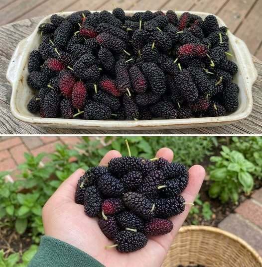 Most People Don’t Know This Fruit Exists — B