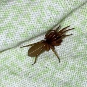 “The Red-Fanged Night Hunter: Meet the Spider Th