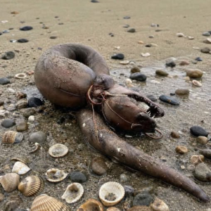 This morning, I was walking on the beach with