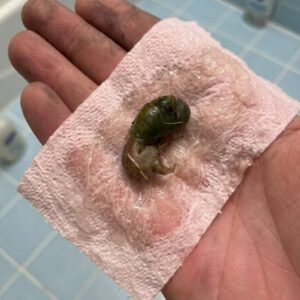 We found this in our bathroom.