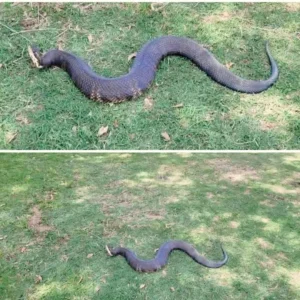 The “South” Surprise: What to Do When a Copperhead E