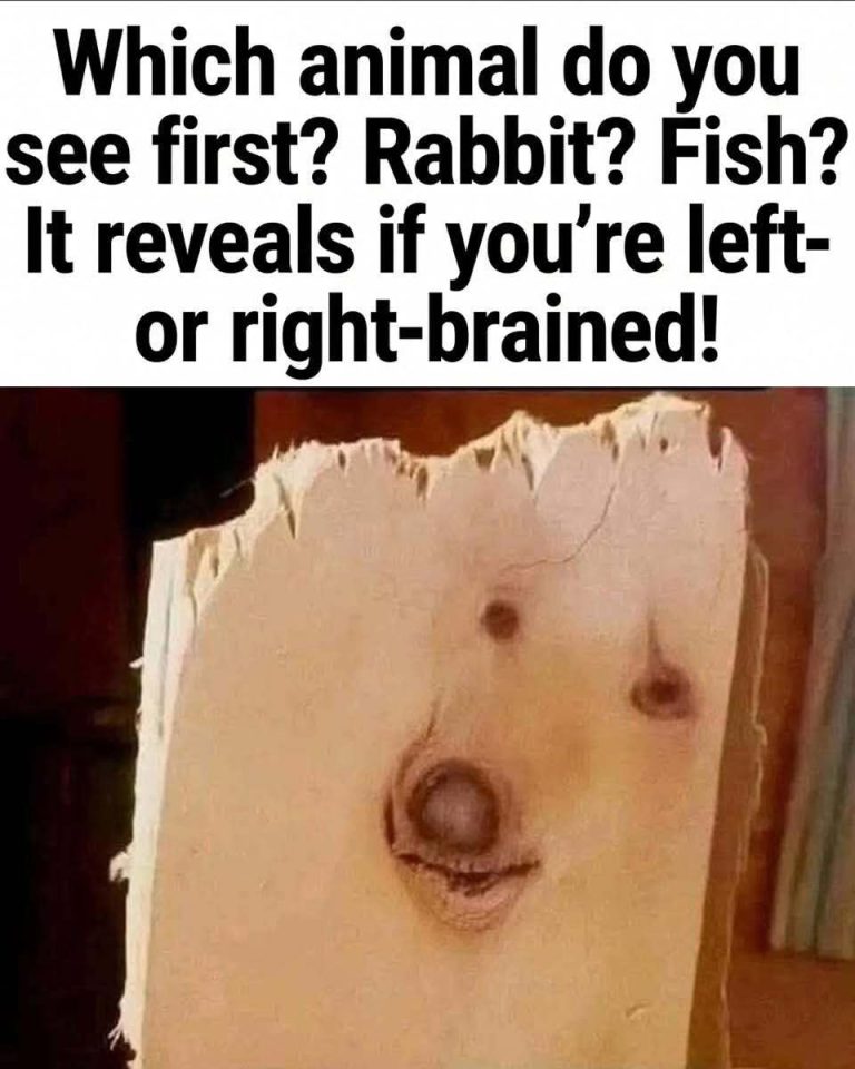 Which animal do you see first? Rabbi