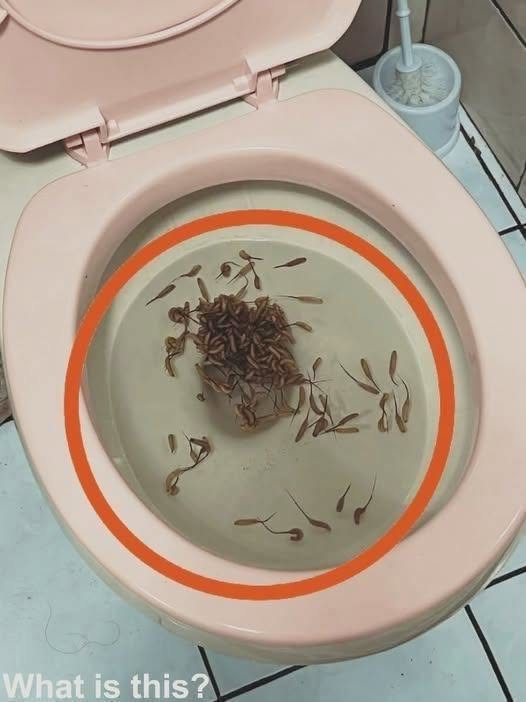 I Checked My Bathroom After the Storm and Froze