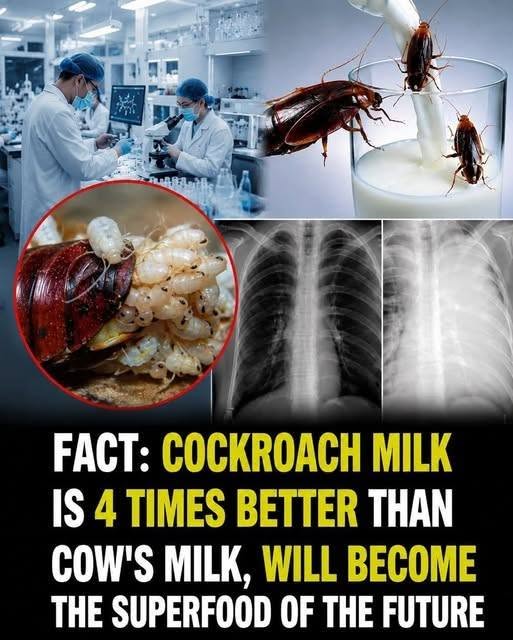 Cockroach Milk: Could It Become the Superf