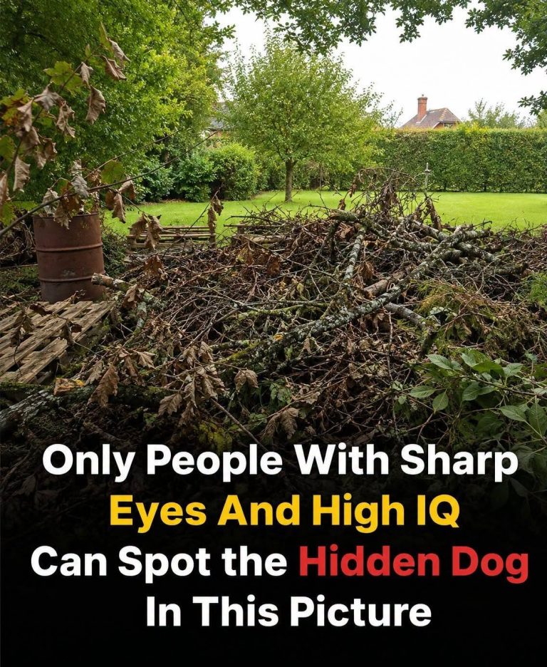 Can You Find the Hidden Dog? Only Those with ‘Snipe